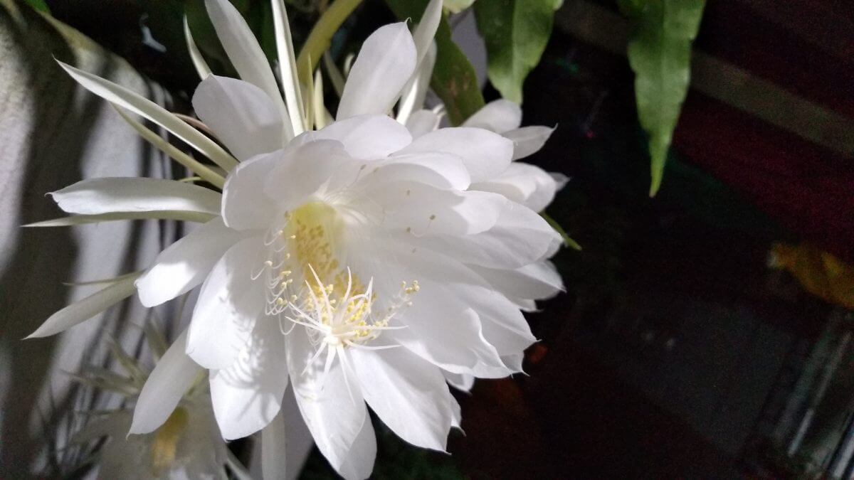 flores que abrem à noite