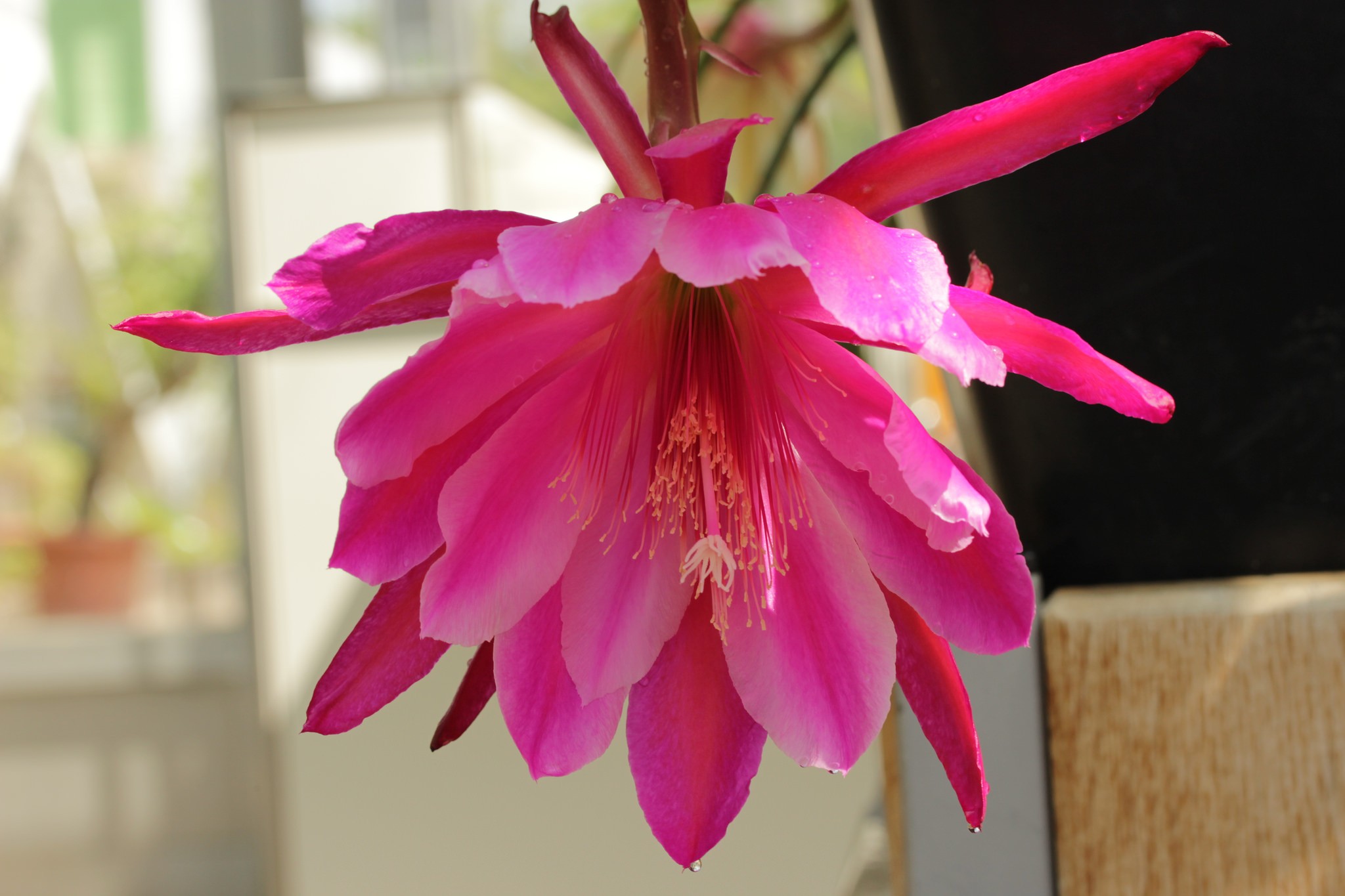 plantas perfumadas para jardim
