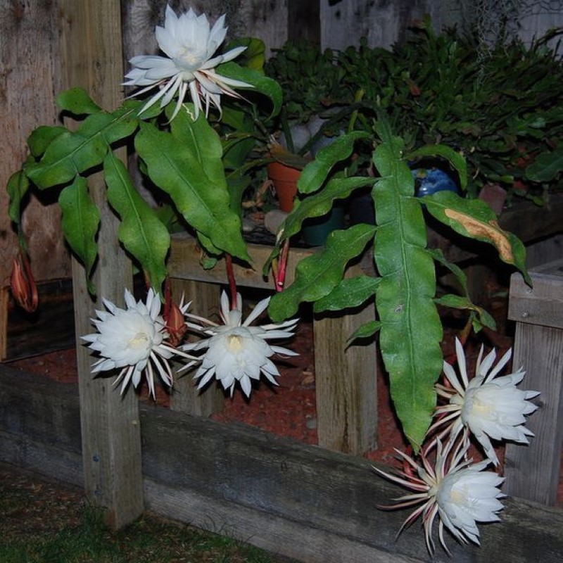 epiphyllum oxypetalum variedades