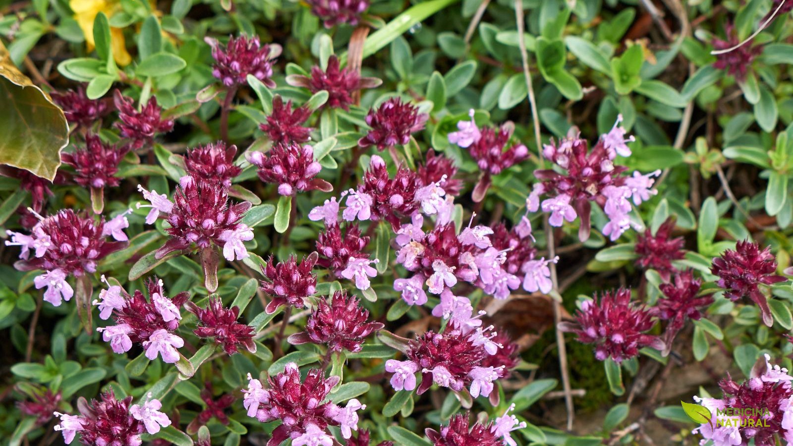 Thymus serpyllum Coccineus