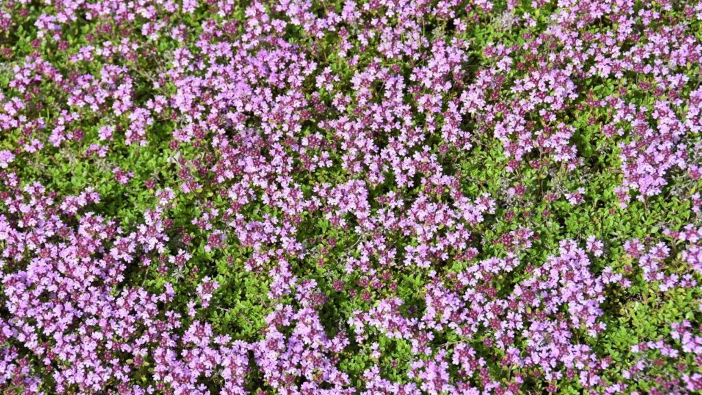 tapete mágico de tomilho