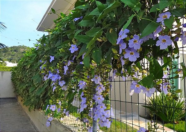 Thunbergia grandiflora