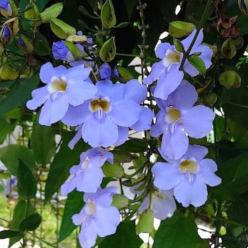 Tumbergia azul