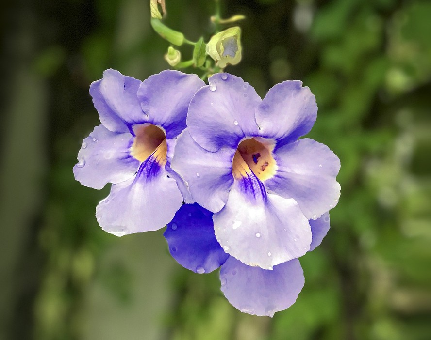 Tumbergia branca