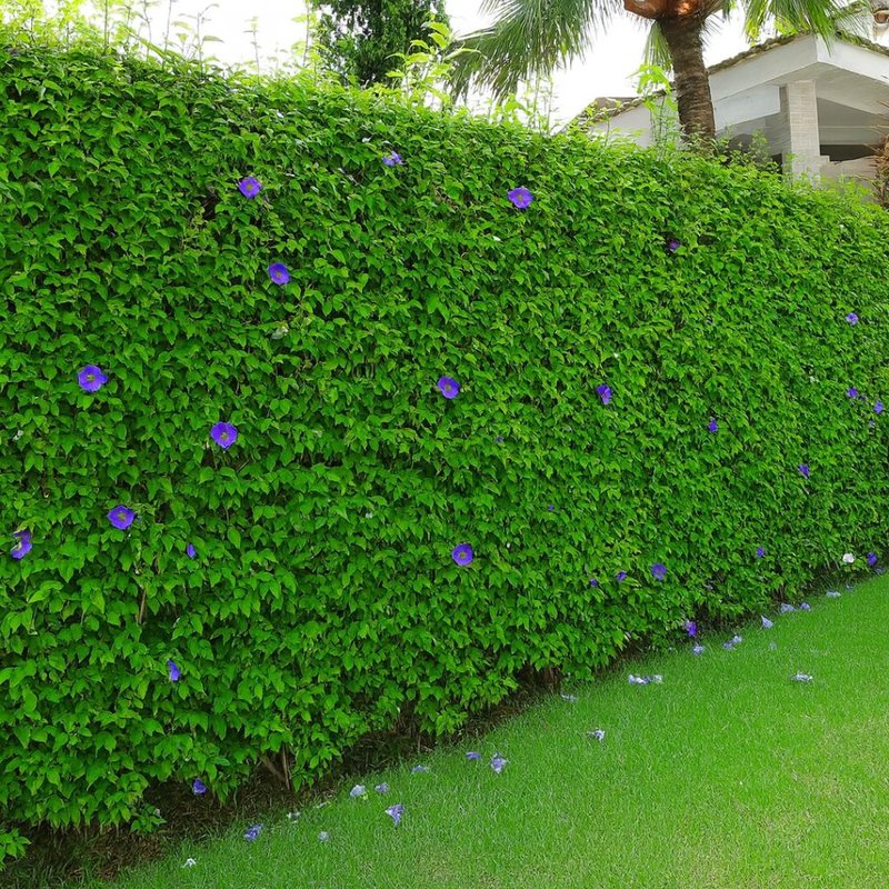 Thunbergia erecta cerca viva