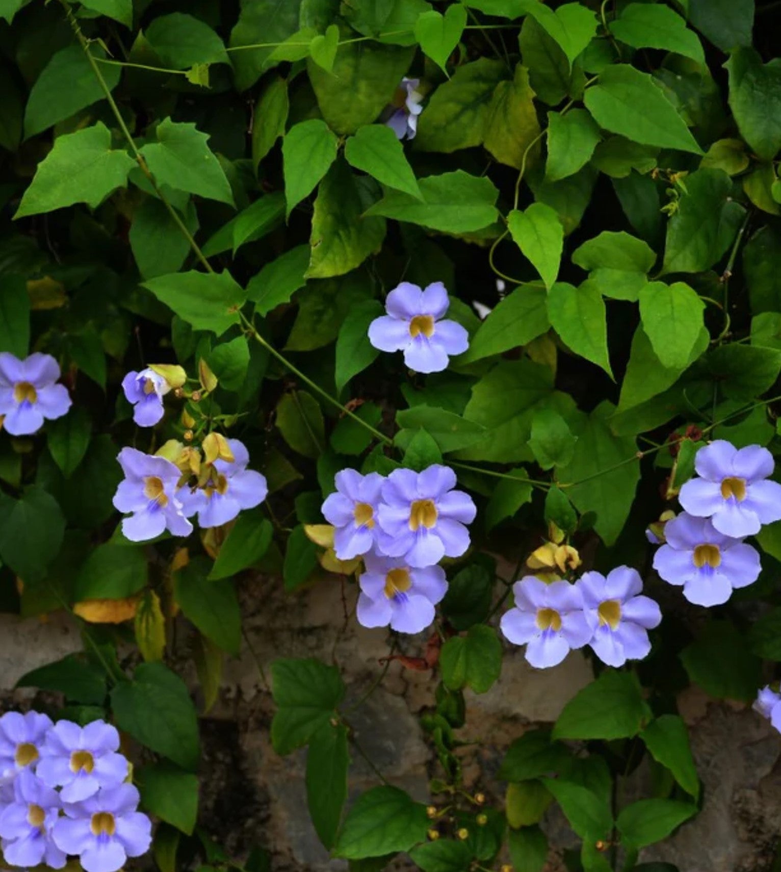 flores de tumbérgia