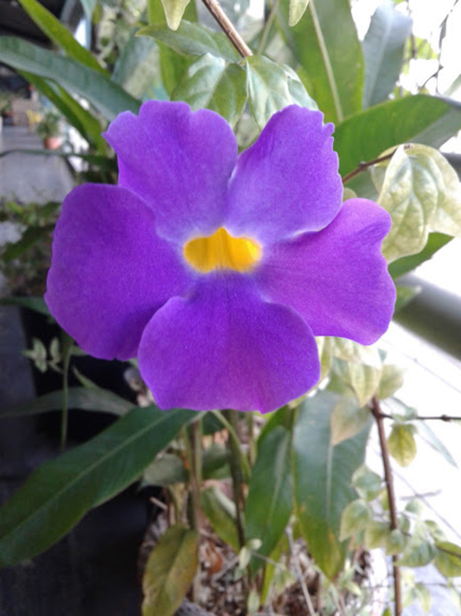 thunbergia grandiflora cores