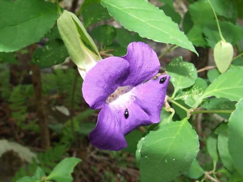 thunbergia alata cores