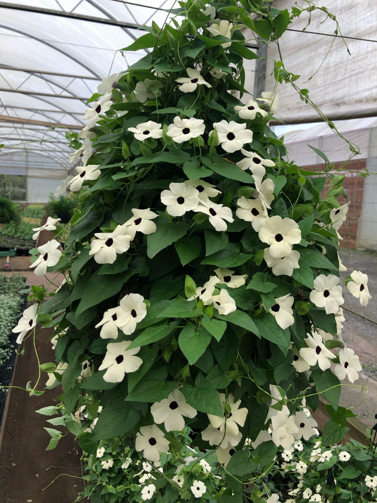 thunbergia alata cores