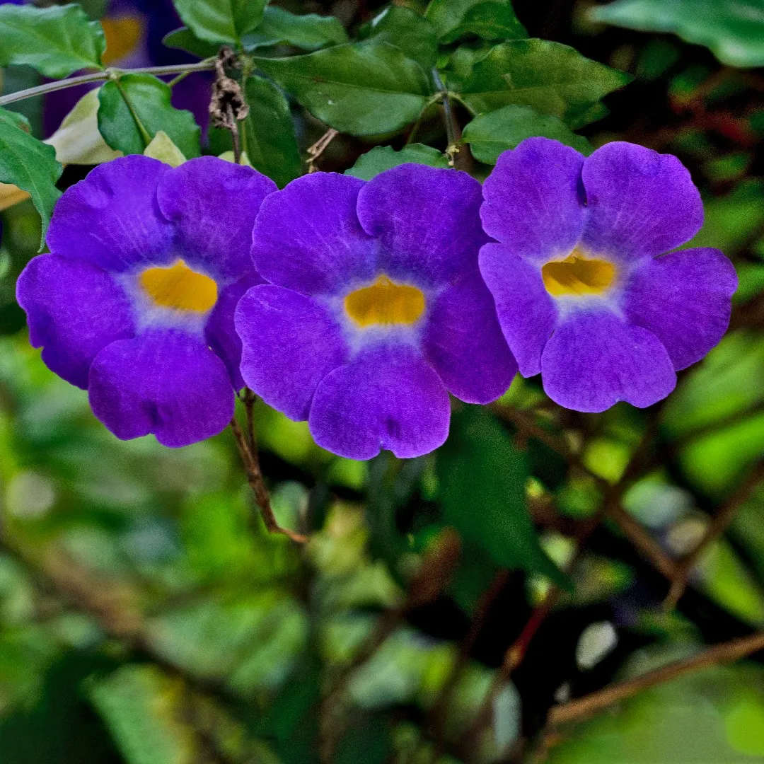 tumbérgia laranja cores