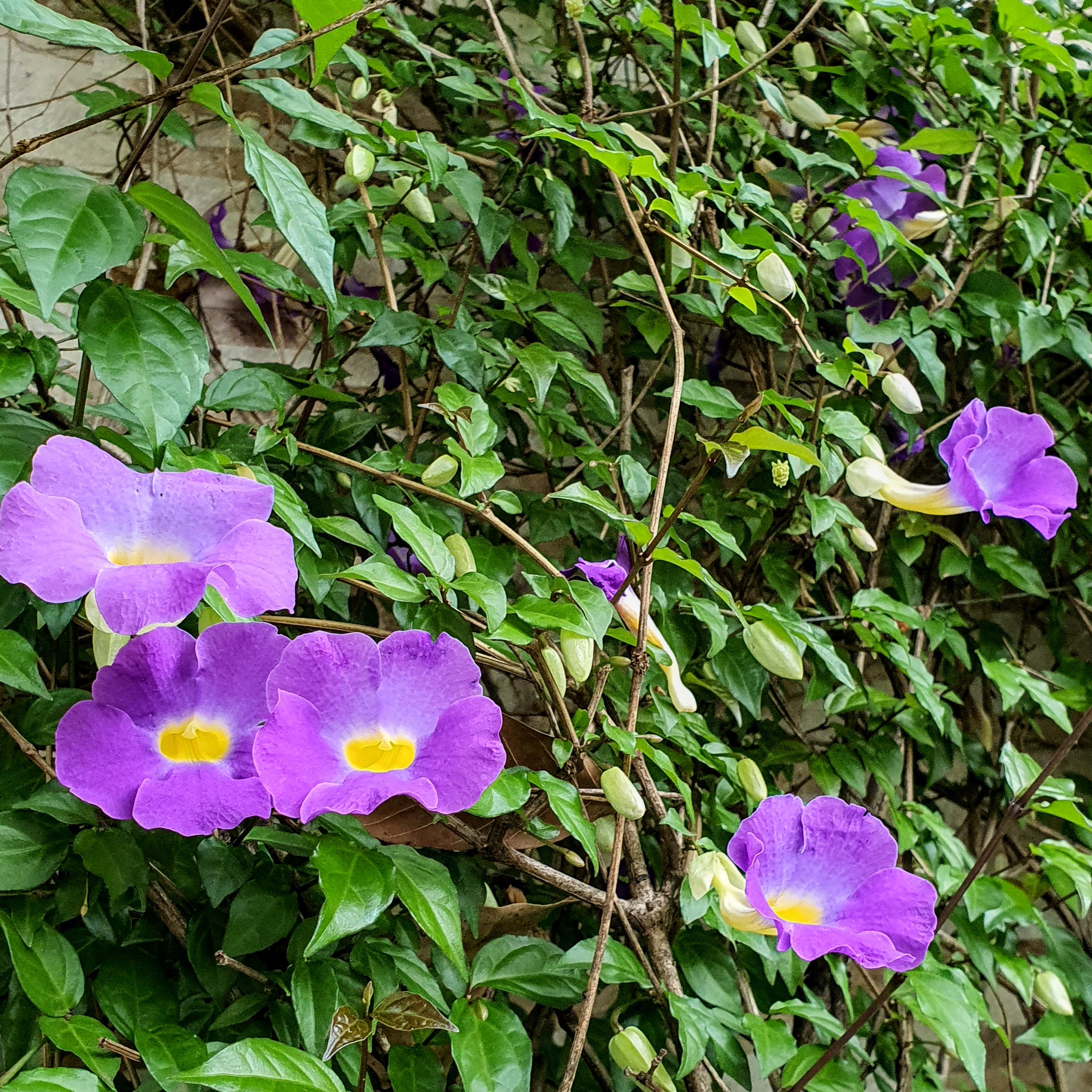 Thunbergia erecta