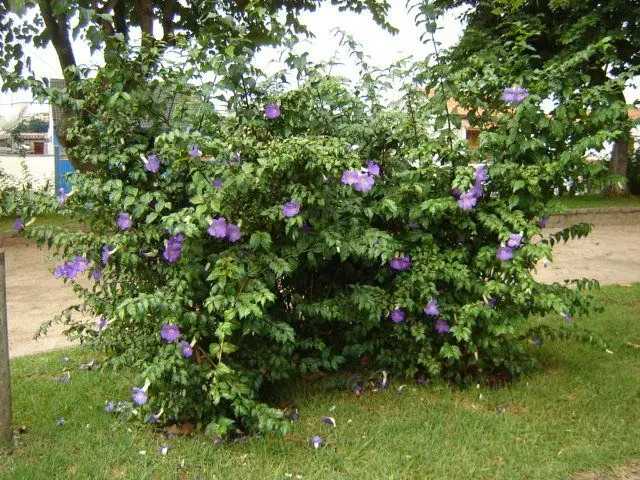 Tumbérgia-arbustiva