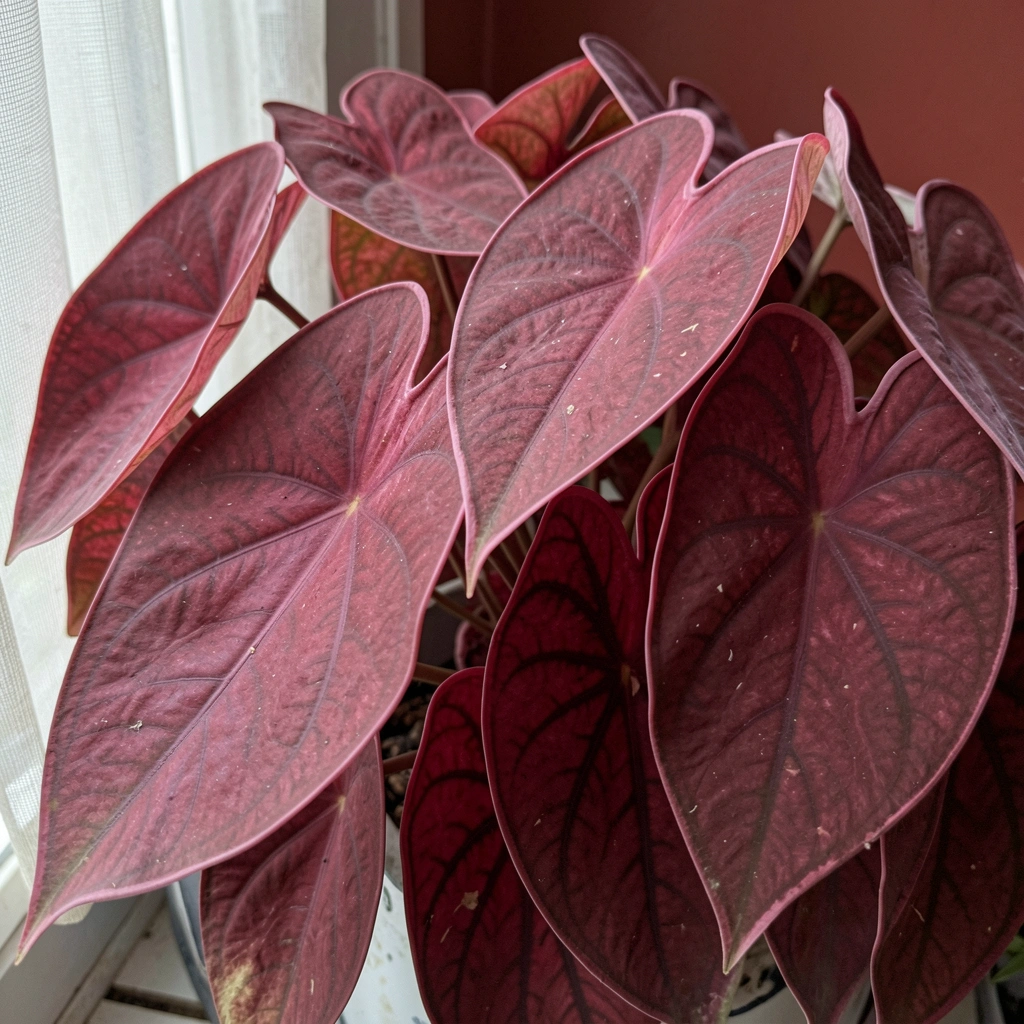 Vaso com folhas de caladium em estante de madeira ao lado de janela com cortina fina, luz indireta.